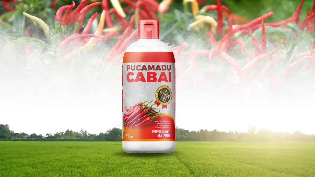 Budidaya Cabai Tahan Penyakit