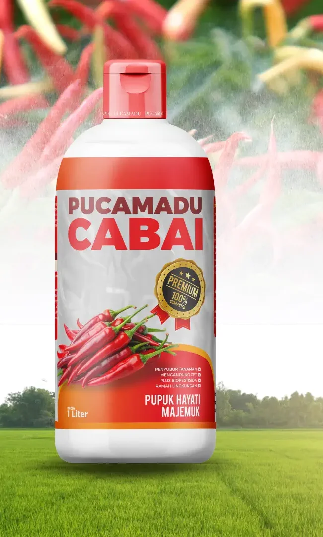 Budidaya Cabai Tahan Penyakit