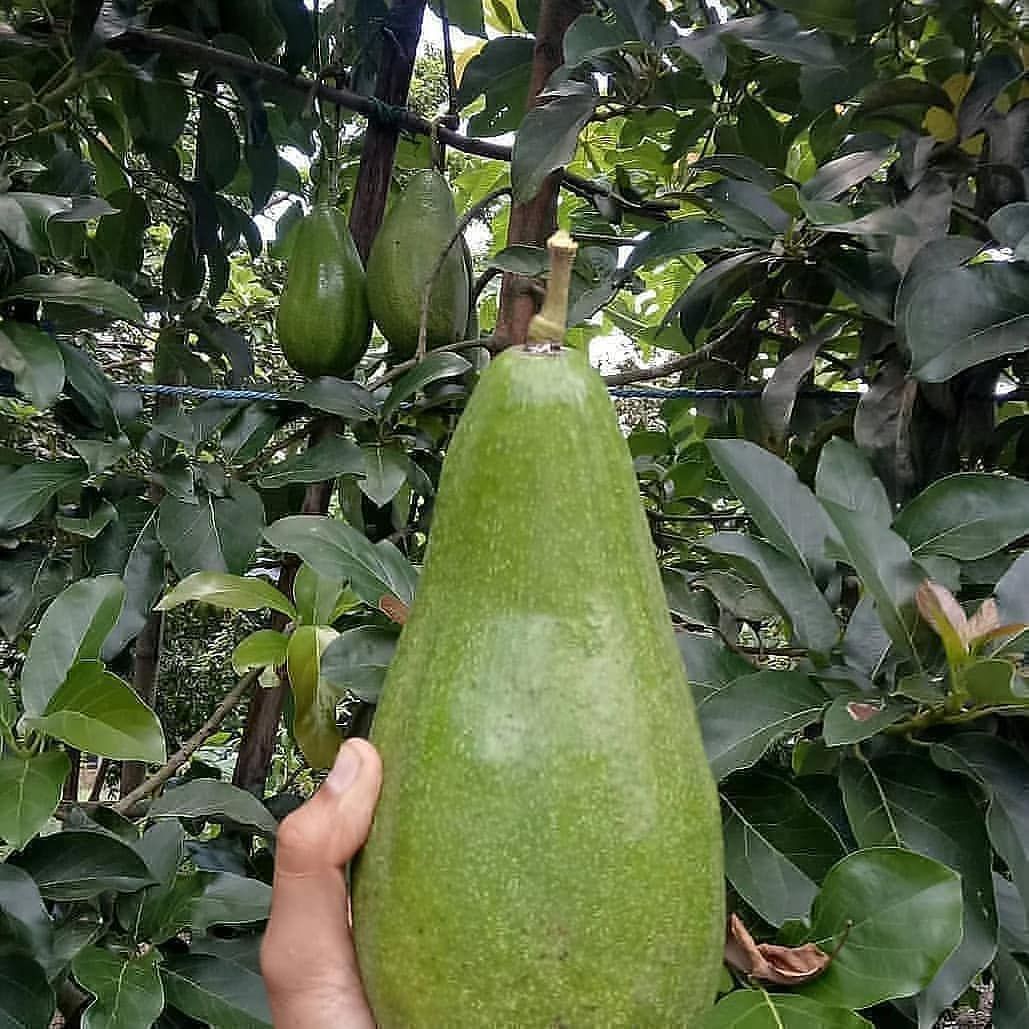 Tanaman Alpukat Mini