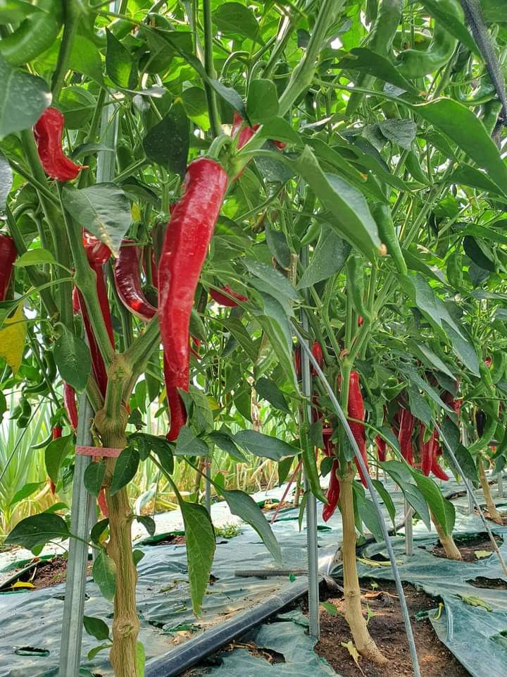 Layu Fusarium pada Cabai