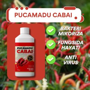 Solusi hayati masalah pH tanah untuk cabai